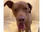 Adopt Lani a American Pit Bull Terrier / Mixed dog in San Gabriel, CA (41456267)