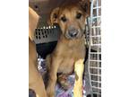 Adopt Dino a Tan/Yellow/Fawn Shepherd (Unknown Type) / Mixed dog in Fresno