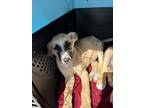 Adopt Bessie a Tan/Yellow/Fawn Shepherd (Unknown Type) / Mixed dog in Fresno