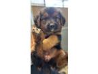 Adopt Bethanie a Black German Shepherd Dog / Mixed dog in Madera, CA (41454257)