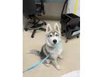 Adopt Kazoo a White Husky / Mixed dog in Oakland, CA (41454867)