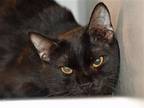 Adopt CUTIE a All Black Domestic Mediumhair / Mixed (medium coat) cat in Denver