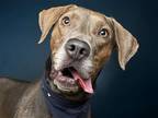 Adopt IVAR a Weimaraner / Mixed dog in Denver, CO (41455234)