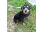 Adopt Kennedy a Wirehaired Terrier