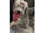 Adopt Muppet a White - with Gray or Silver Old English Sheepdog / Mixed dog in