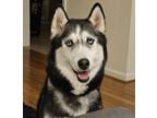 Adopt Kahn & Serit a Black - with White Husky / Mixed dog in Falls Church