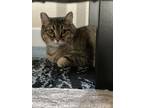 Adopt Abigail a Brown Tabby Tabby (short coat) cat in Colorado Springs