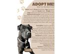 Adopt Casper a Brown/Chocolate - with White American Pit Bull Terrier / Mixed