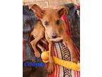 Adopt Cooper a Red/Golden/Orange/Chestnut Mixed Breed (Small) / Mixed dog in