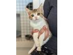 Adopt Firefly a Domestic Shorthair / Mixed (short coat) cat in Hyde Park