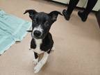 Adopt Dahlia a Black Husky / Mixed Breed (Medium) / Mixed (short coat) dog in