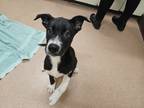 Adopt Dahlia a Black Husky / Mixed dog in Boulder, CO (41456031)