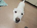 Adopt Orchid a White Husky / Mixed dog in Boulder, CO (41456024)