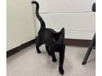 Adopt Squirt a All Black Domestic Shorthair / Mixed cat in Boulder