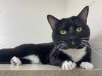 Adopt Mr. Ray a All Black Domestic Shorthair / Mixed (short coat) cat in