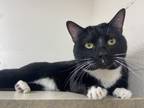 Adopt Mr. Ray a All Black Domestic Shorthair / Mixed cat in Boulder