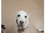 Adopt Azalea a White Husky / Mixed dog in Boulder, CO (41456027)