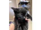 Adopt 55914092 a All Black Domestic Shorthair / Domestic Shorthair / Mixed cat