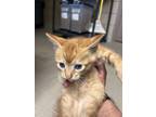 Adopt 55914107 a Orange or Red Domestic Shorthair / Mixed Breed (Medium) / Mixed