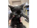 Adopt 55913965 a All Black Domestic Shorthair / Domestic Shorthair / Mixed cat