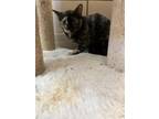 Adopt 55913954 a All Black Domestic Shorthair / Domestic Shorthair / Mixed cat