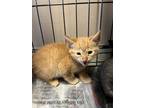 Adopt 55914101 a Orange or Red Domestic Shorthair / Domestic Shorthair / Mixed