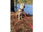 Adopt 2308-1549 Dakota a Pit Bull Terrier / Mixed dog in Virginia Beach