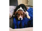 Adopt Obi a Tricolor (Tan/Brown & Black & White) Beagle / Mixed dog in Fort