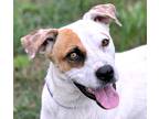 Adopt Jewel a White - with Brown or Chocolate Boxer / Terrier (Unknown Type