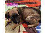 Adopt Libby a Brown/Chocolate - with Black Shepherd (Unknown Type) / Mixed dog