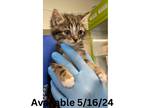 Adopt Cat Condo #4 a Domestic Mediumhair / Mixed (short coat) cat in Greenville