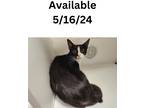 Adopt Cat #22 a Domestic Shorthair / Mixed (short coat) cat in Greenville