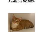 Adopt Cat Condo #17 a Abyssinian / Mixed (short coat) cat in Greenville