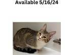 Adopt Cat Condo #18 a Abyssinian / Mixed (short coat) cat in Greenville