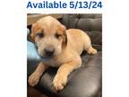 Adopt Dog Kennel #18 Hashbrown a Great Pyrenees / Mixed Breed (Medium) / Mixed