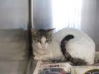 Adopt a White Domestic Shorthair (short coat) cat in Jourdanton, TX (41456140)