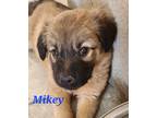 Adopt Mikey a Brown/Chocolate - with Black Shepherd (Unknown Type) / Mixed dog