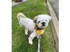 Adopt Milo a White Shih Tzu / Mixed dog in Lynnwood, WA (41244406)