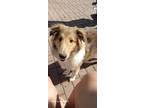 Adopt Marley a Tan/Yellow/Fawn - with White Collie / Mixed dog in Cicero