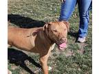 Adopt Jefferson a Mixed Breed (Large) / Mixed dog in Topeka, KS (40976560)