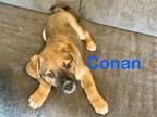Adopt Conan a Golden Retriever / Mixed dog in Topeka, KS (41358857)