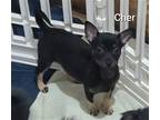 Adopt Cher a Terrier (Unknown Type, Medium) / Mixed dog in Topeka, KS (41417273)
