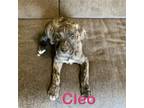 Adopt Cleo a Labrador Retriever / Mixed dog in Topeka, KS (41426623)