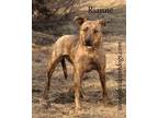 Adopt Rianne a Boxer / Mixed dog in Topeka, KS (41450268)