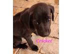 Adopt Cricket a Black Mixed Breed (Small) / Mixed dog in Calexico, CA (41456014)