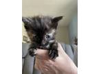 Adopt Burnt Toast a Tortoiseshell Domestic Shorthair / Mixed (short coat) cat in