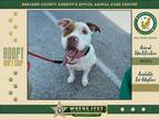 Adopt Neo a Mixed Breed (Medium) / Mixed dog in Melbourne, FL (41456009)