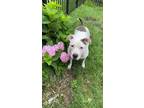 Adopt Brooklyn a White - with Black American Staffordshire Terrier / Mixed dog