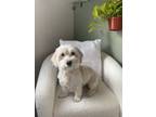 Adopt Paloma a White Maltipoo / Mixed dog in North Las Vegas, NV (41456005)