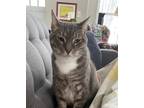 Adopt Pi a Gray or Blue American Shorthair / Mixed (short coat) cat in Truckee